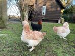 Marans, Dieren en Toebehoren, Pluimvee