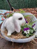 NHD-minilop geënt, Dieren en Toebehoren, Konijnen, Meerdere dieren, Dwerg, Hangoor, 0 tot 2 jaar