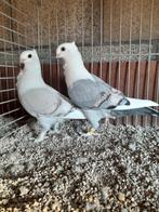 Oud-Oosterse Meeuwen., Dieren en Toebehoren, Vogels | Duiven