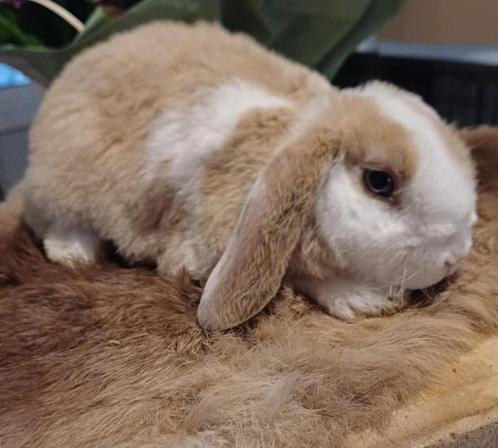 Rex widder minilop hangoor  rammen, Dieren en Toebehoren, Konijnen, Dwerg, Mannelijk, 0 tot 2 jaar, Hangoor