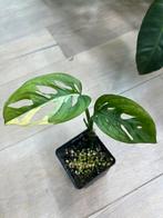 Monstera Adansonii Albo Variegata, Huis en Inrichting, Kamerplanten, Ophalen of Verzenden