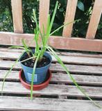 Echange ou vend papyrus, Jardin & Terrasse, Enlèvement, Plante fixe, Plantes de bassin