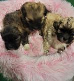 Lhasa Apso, België, Overige rassen, CDV (hondenziekte), 8 tot 15 weken