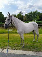 Spaanse merrie, Dieren en Toebehoren, Paarden, Minder dan 160 cm, Zadelmak, 11 jaar of ouder, Recreatiepaard