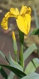 Gele lis, Tuin en Terras, Ophalen