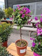 BOUGAINVILLEA op stam, Tuin en Terras, Ophalen