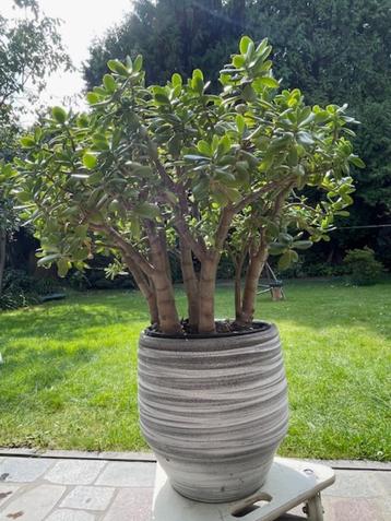 Crassula met stenen pot en binnenpot beschikbaar voor biedingen