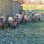 vier Hampshire down ooien, Dieren en Toebehoren