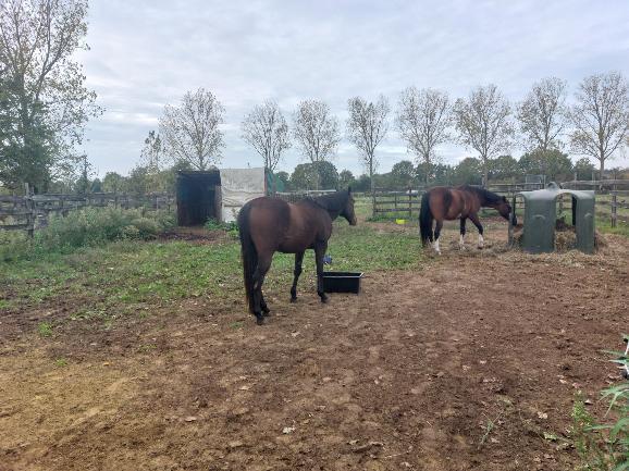 Weide te huur meerhout, Dieren en Toebehoren, Stalling en Weidegang