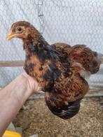 Brahma kriel haantje - meerzomig goudpatrijs, Dieren en Toebehoren, Pluimvee