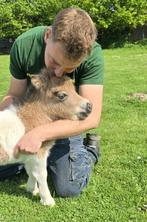 Superminiatuur Shetlandveulens, Dieren en Toebehoren, Pony's, Meerdere dieren, Niet van toepassing, Gechipt, 0 tot 2 jaar