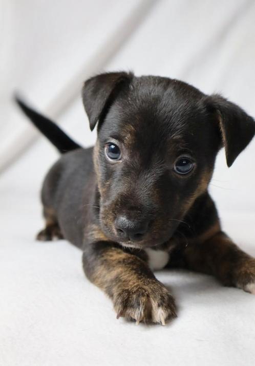 Jackrussel reutje, Dieren en Toebehoren, Honden | Jack Russells en Terriërs, Reu, Jack Russell Terriër, Fokker | Hobbymatig, Meerdere