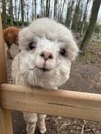 Alpaca hengstje - 6 maand, Dieren en Toebehoren, Overige Dieren