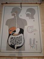 Oude schoolkaart - Medische kaart - Educatieve poster, Ophalen, Natuur en Biologie