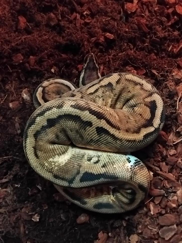 koppel pied / het pied / 66% het tsk axanthic, Dieren en Toebehoren, Reptielen en Amfibieën, Slang