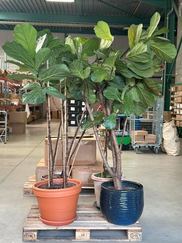 Kamerplant Ficus Lyrata beschikbaar voor biedingen