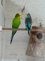 2 koppels grasparkieten en 1 apart, Dieren en Toebehoren, Vogels | Parkieten en Papegaaien