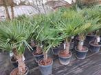 Palmbomen winterhard, Tuin en Terras, Planten | Bomen, In pot, Zomer, Volle zon, Ophalen