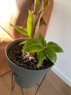 Bananenplantjes, Huis en Inrichting, Kamerplanten, Ophalen, Fruitplant, Halfschaduw, Minder dan 100 cm