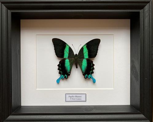 Véritable Papillon Papilio Blumei Blumei d'Indonésie Cadre, Collections, Collections Animaux, Neuf, Animal empaillé, Insecte, Enlèvement ou Envoi