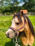 Hengst Welch tussen 1.15 en 1.20m te koop, Dieren en Toebehoren, Pony's, Hengst