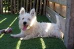 West Highland white terriër pups (westie pups, teefjes), Dieren en Toebehoren, Honden | Jack Russells en Terriërs, België, Overige rassen