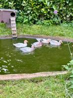 Hollanse kwakers, Dieren en Toebehoren, Meerdere dieren, Eend
