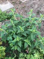 Mooie vaste plant bloeit met paarse bloemen, Tuin en Terras, Ophalen of Verzenden