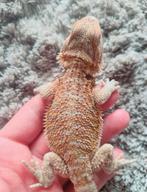 Hypo blue b het witblits x Hypo dubbel het zero trans 0.1.0, Dieren en Toebehoren, Hagedis, Tam, 0 tot 2 jaar