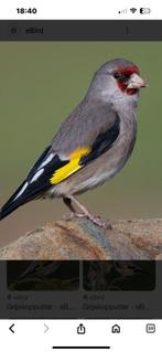 Grijskop putter, Dieren en Toebehoren