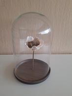Taxidermie muis in stolp, Antiek en Kunst, Ophalen