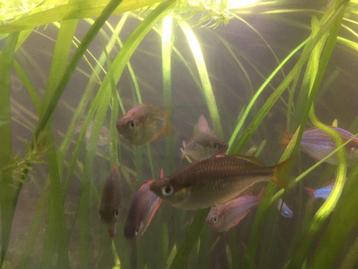 Kweekgroep Melanotaenia praecox – Diamantregenboogvis beschikbaar voor biedingen