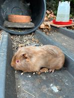 Mooie cavia, Dieren en Toebehoren, Knaagdieren, September, Cavia