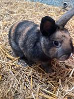 2 Konijntjes te koop, Dieren en Toebehoren, Konijnen