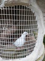 2 koppels  WITTE tortelduiven, Dieren en Toebehoren, Vogels | Duiven