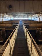 Vleesvarkens inrichting brijvoer [533], Dieren en Toebehoren