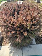 Sedum album 'Black Pearl' plante jardin, Tuin en Terras, Planten | Tuinplanten, Volle zon, Vaste plant, Zomer, Ophalen