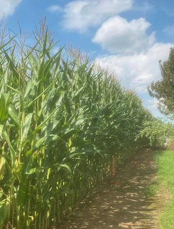 23ha Maïs op stam te koop regio Borgloon / Tongeren/ Kozen