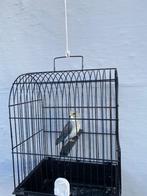 3 Blackwing Grasparkieten Violet., Geslacht onbekend, Parkiet, Geringd