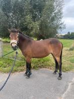 C pony, Dieren en Toebehoren, Merrie, Gechipt, Niet van toepassing, Springpony