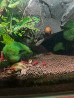 Cherry garnalen, Dieren en Toebehoren, Vissen | Aquariumvissen