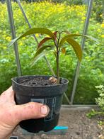 Mango, Ophalen