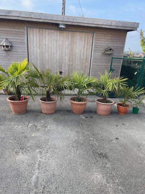 winterharde palmbomen, Tuin en Terras, Planten | Bomen, Winter, Ophalen