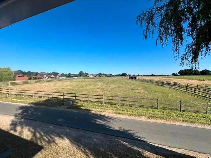 Paardenweide te huur in Bree, Dieren en Toebehoren, Paarden