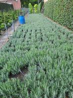 dikke bossen lavendel ,uit volle grond v a 1.20, Volle zon, Vaste plant, Zomer, Ophalen