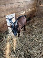 Opvang kleinvee geiten schapen konijnen cavia's hamsters enz