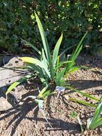 Gratis Iris Germanica struiken, Ophalen