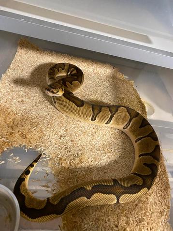 1.0 od enchi clown het pied 66%het deserd ghost beschikbaar voor biedingen