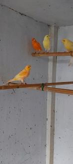 Kanaries, Dieren en Toebehoren