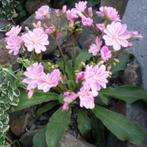 Bitterkruid lewisia verkrijgbaar in bloempot geworteld, Plein soleil, Printemps, Enlèvement, Autres espèces